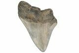 Partial Megalodon Tooth - South Carolina #187800-1